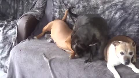 Les deux soeurs de coeur de STAFFORDLAND élevage de staffordshire Bull terrier !