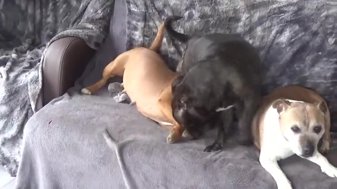 Les deux soeurs de coeur de STAFFORDLAND élevage de staffordshire Bull terrier !