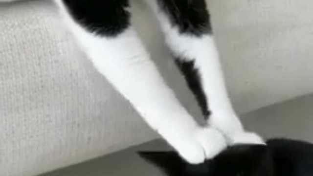 cute cat funny videos 😹😻 || funny videos