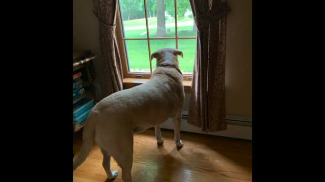 Sunny Looking For Her Mommy!!