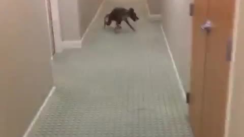 Dog running around in circles multiple times