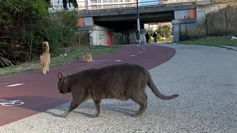 Light black cat on the road facing for picture #petstv #rumble #rumbleviral