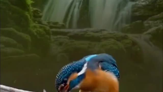 Eat fish bird