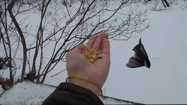 Feeding the Chickadees