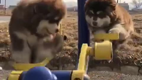 Cute dogs swing funny video