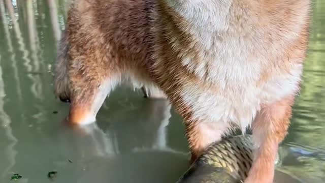 Fish in troubled waters