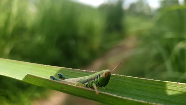 Grasshopper on the leaf