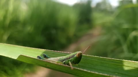 Grasshopper on the leaf