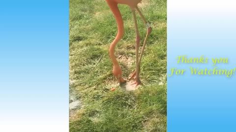 Funniest Dogs and Cat Animals Videos 31245