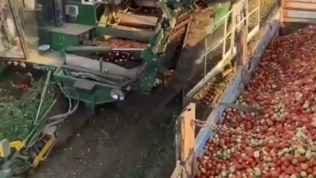 Tomato harvest, colheita de tomates