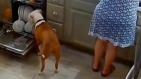 Funny Pet Compilation