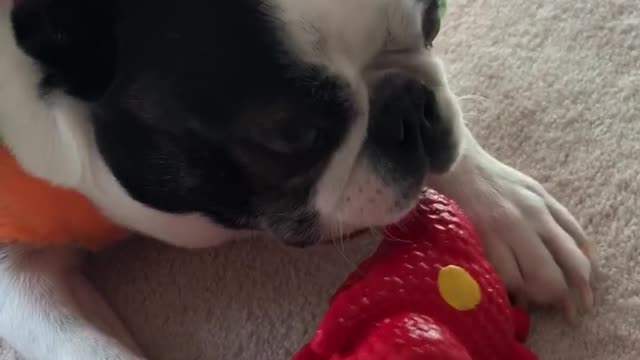 Dog chewing on toy with halloween costume on