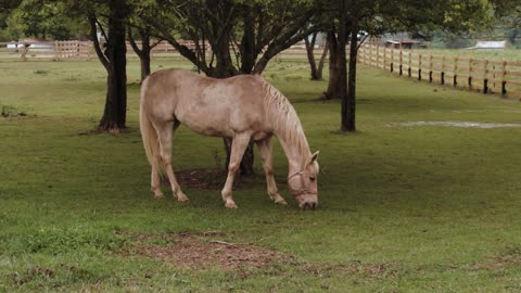 Maye 🐎 horse