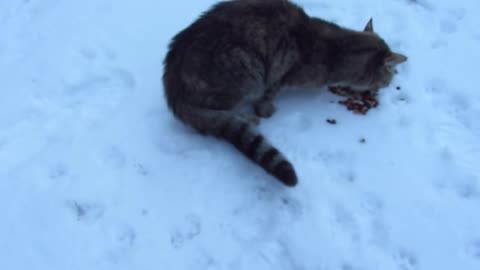 A stray cat almost bit off my finger when I was feeding him