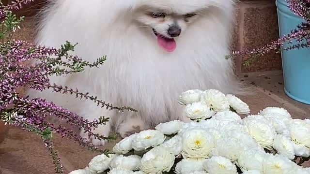 am i cute dog