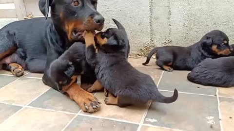 Rottweiler show quality home breeding 34 day's puppy for sale 2022