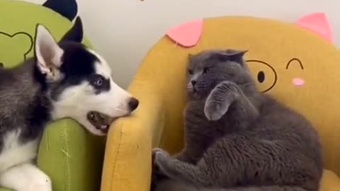 Cat & Dog