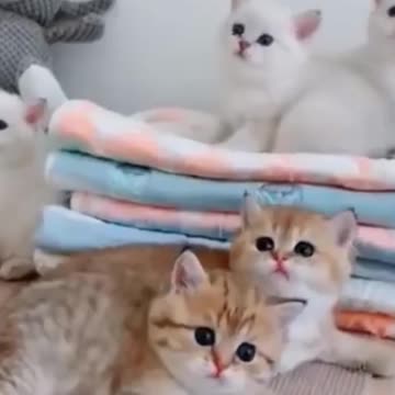 Kittens & Pups-Cutest 2021-Try not to Laugh 6