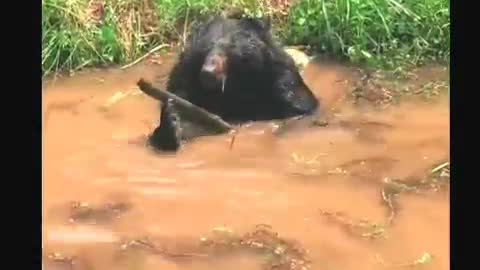 Bathing Bears