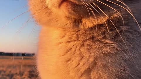 The cat watching the sunset