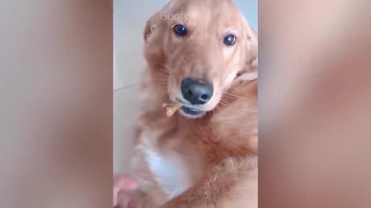 compilation of the cutest animals in the world