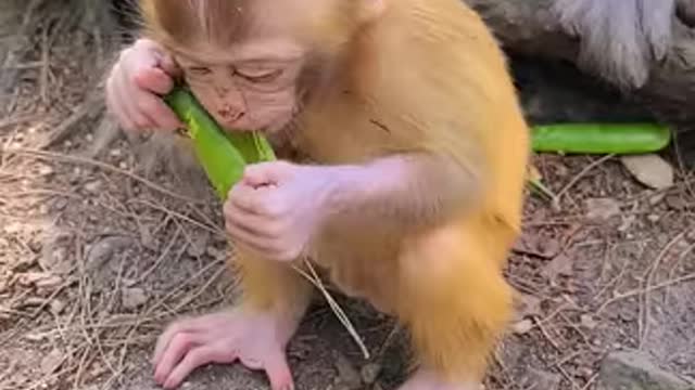 Can you try don't laugh ! Some monkey funny clips collection