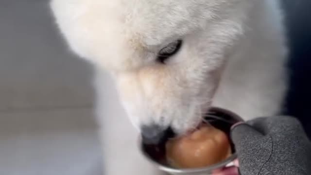 Happy weekend everyone! ☺️ Remy loves his frozen treats. I make.