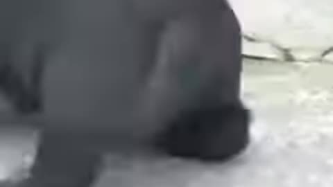 puppy#funny dog#4kviral#shorts
