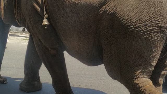 Video of elephant | Good luck #elephant #shorts #viral #trending
