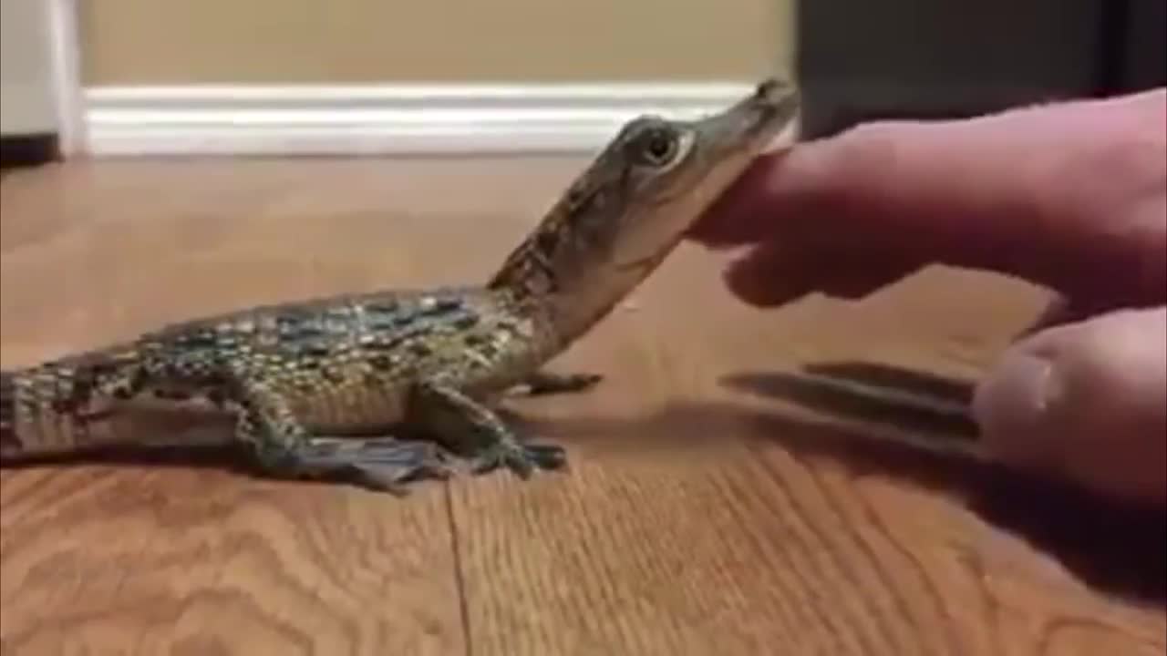 Baby crocodile howling cutely