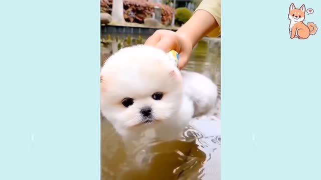 Cute Puppies Cute Funny and Smart Dogss Cute Buddy