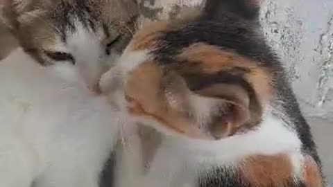 Two cat love each other very much.