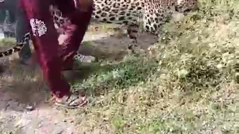 people caught leopard