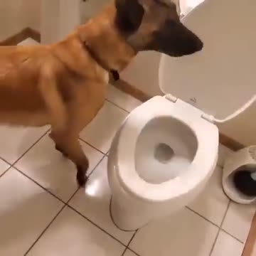 Smart dog in the toilet