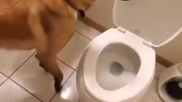 Smart dog in the toilet