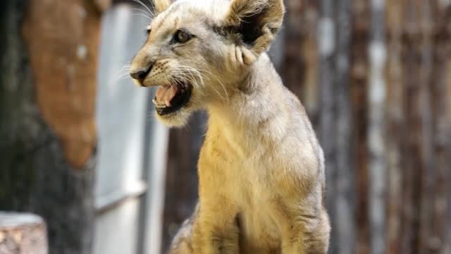 The Baby Tiger Tries to roar