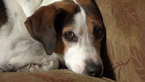 Dog sitting on couch jumps down