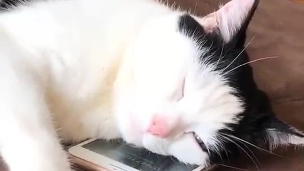 Cat funny Video