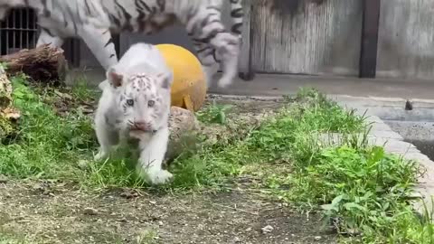 The tiger cub looks at the camera curiously