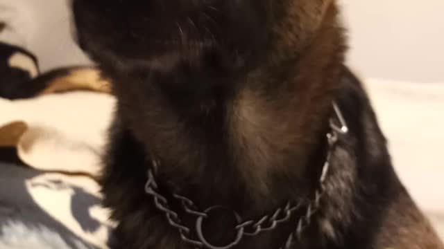 German shepherd excited about Grandpaw