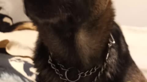 German shepherd excited about Grandpaw