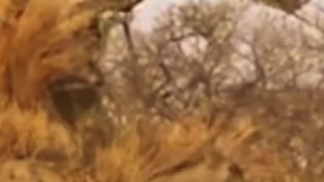 Leopard sneaks up on warthog