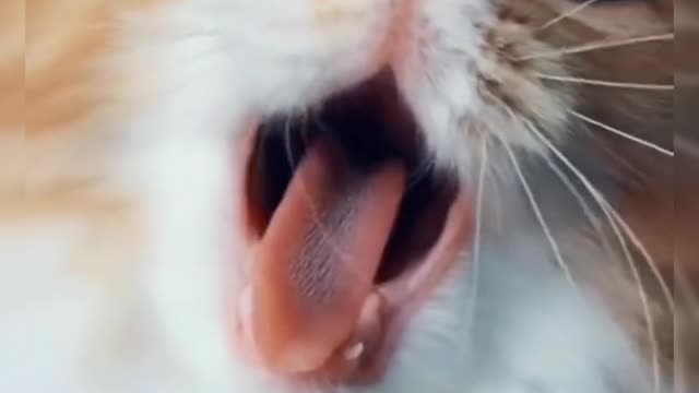 Beautiful cat _ Beautiful Animal Cat Video