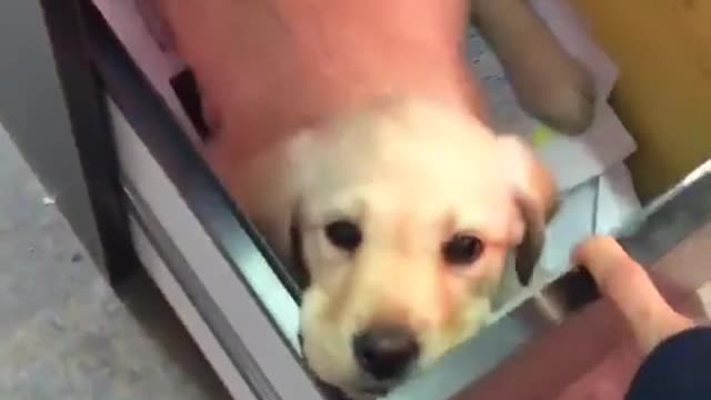 Puppy in the file cabinet