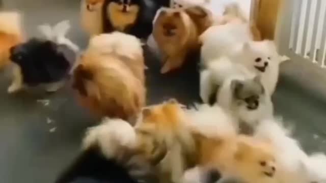 Best Funny Animal Videos 2022