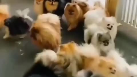 Best Funny Animal Videos 2022