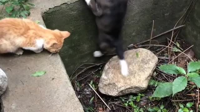 Cat help dog....😻