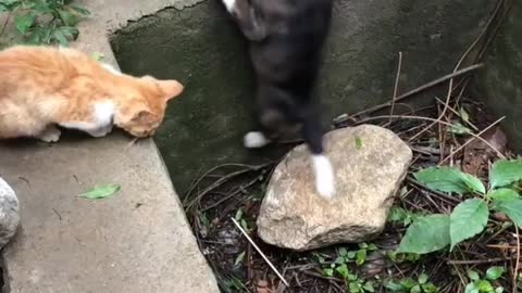 Cat help dog....😻