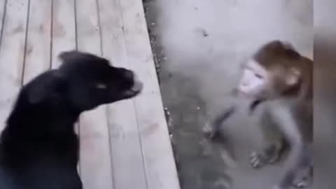 CUTE DOG AND MONKEY LOVLY FUNNY VIDEO ! MONKEY FUNNY VIDEO