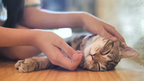 Close up hands of the girl girl plays with sleeping cute tabby cat 4K